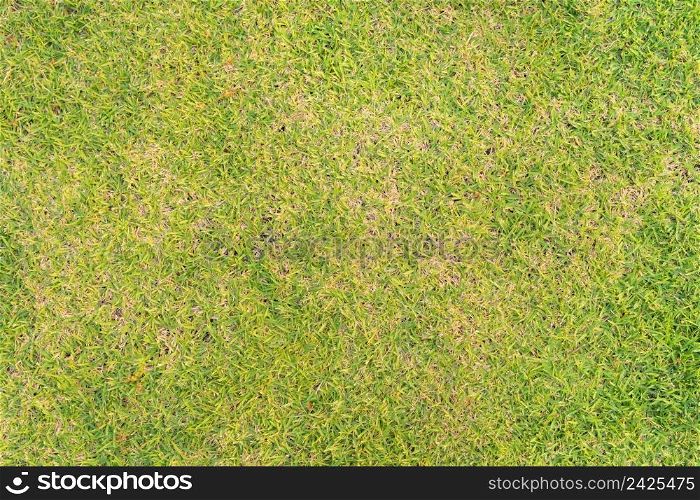 Close up of fresh grass, green agricultural field in countryside or rural area in Asia. Nature landscape. Pattern texture background.