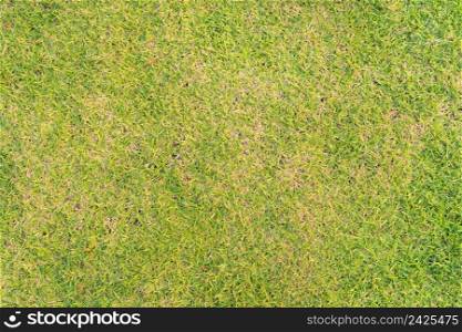Close up of fresh grass, green agricultural field in countryside or rural area in Asia. Nature landscape. Pattern texture background.
