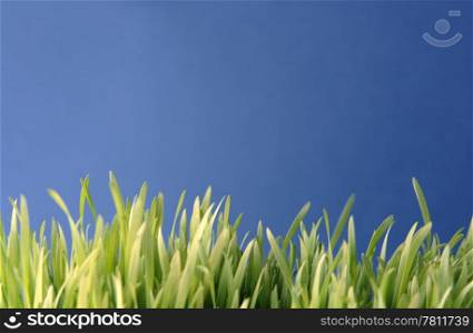 close-up of fresh grass with space for text on a blue background