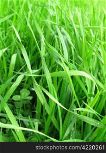 close-up of fresh green grass background