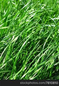close up of fresh green grass background