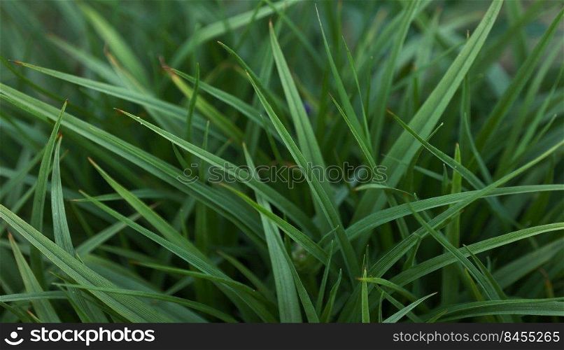 close up of fresh green grass. nature background with copy space. design template.. close up of fresh green grass. nature background with copy space. design template