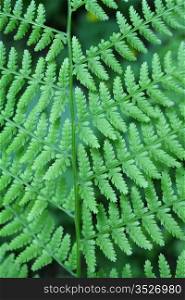 Close up of fresh green leaf of fern