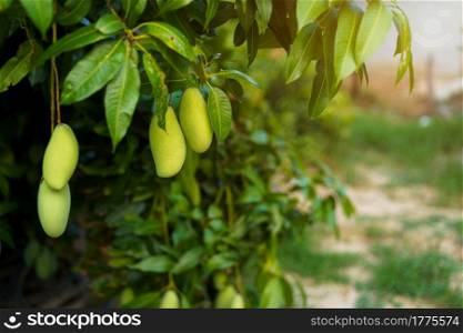 Close up of Fresh green Mangoes hanging on the mango tree in a garden farm with sunlight background harvest fruit thailand.