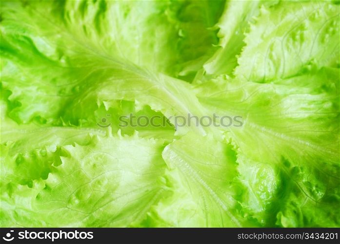 Close-up of fresh lettuce leaves. Lettuce