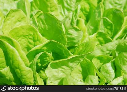 Close-up of fresh lettuce leaves. Lettuce