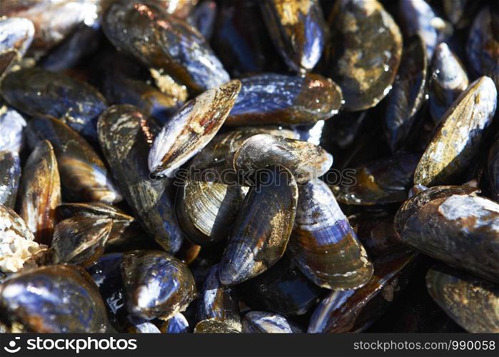 Close Up Of Fresh Mussles On Seafood Market Stall