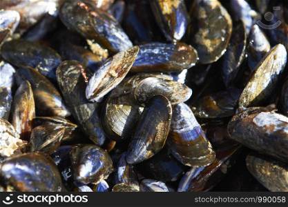 Close Up Of Fresh Mussles On Seafood Market Stall