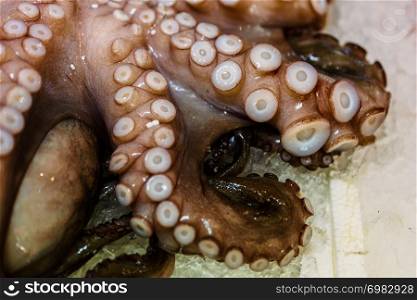 Close-Up Of Fresh Octopus With Tentacles On Ice For Sale In Greek Fish Market