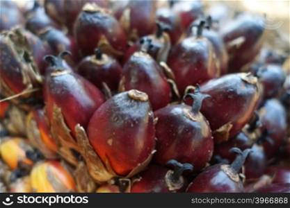 Close up of fresh oil palm fruits