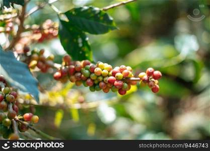 Close up of fresh organic arabica coffee berry ripening on tree plantation with copy space. Fresh coffee, red berry branch.