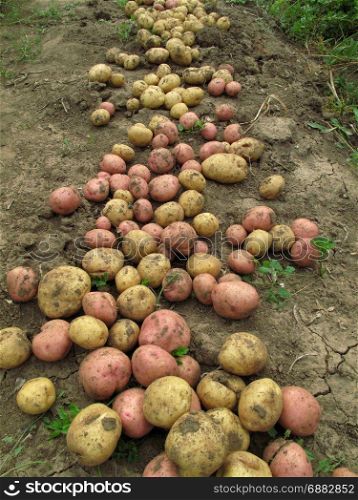 Close up of fresh organic potatoes on the ground