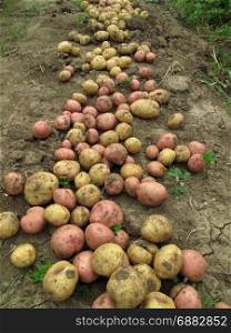 Close up of fresh organic potatoes on the ground