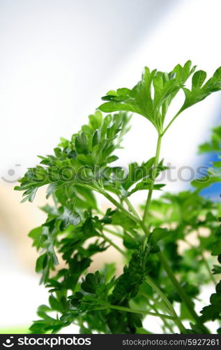 Close up of fresh parsley