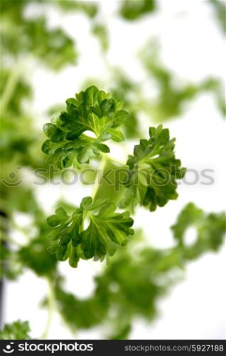 Close-up of fresh parsley - studio shot