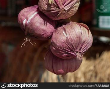 Close Up of Fresh Purple Garlic