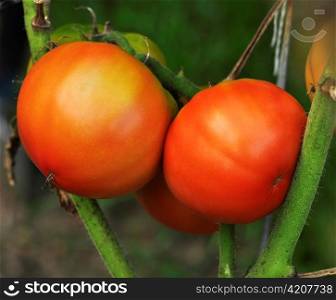 Close up of fresh red tomatoes still on the plant