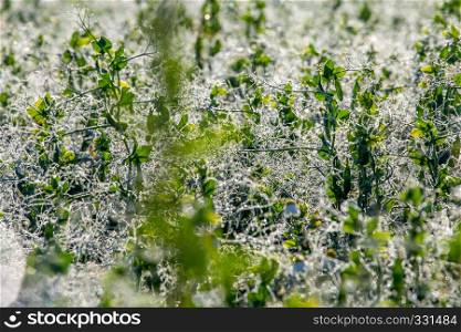 Close up of fresh thick field with water drops after the rain. Dew drops on green field in Latvia. Background of wet grass. Dew is tiny drops of water that form on cool surfaces at night, when atmospheric vapour condenses.