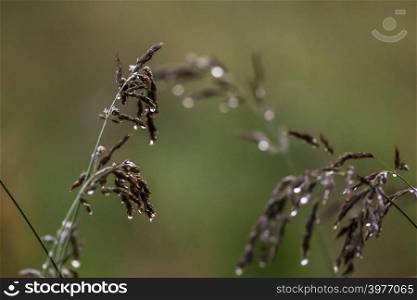 Close up of fresh thick grass with water drops after the rain. Dew drops on green grass in Latvia. Bent after the rain. Background of wet grass. Bent with rain drops on green background.