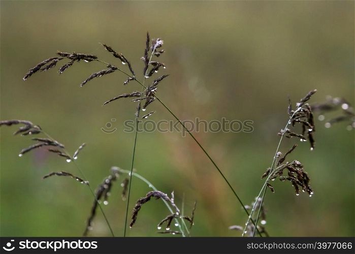 Close up of fresh thick grass with water drops after the rain. Dew drops on green grass in Latvia. Bent after the rain. Background of wet grass. Bent with rain drops on green background.