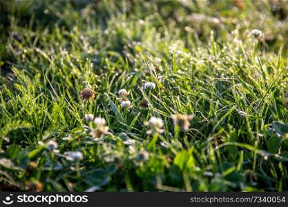 Close up of fresh thick grass with water drops after the rain. Dew drops on green grass with clover in Latvia. Background of wet grass. Rain is the condensed moisture of the atmosphere falling visibly in separate drops.


