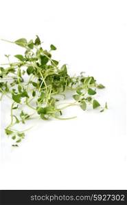 Close up of fresh thyme