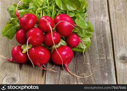 Close up of freshly picked radish, in bunch, on rustic wood.