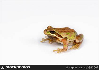Close up of frog, spring peeper, on white surface. Selective focus on eye and nose.