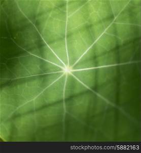 Close-up of full frame shot of the veins of a green leaf, Lake Of The Woods, Ontario, Canada