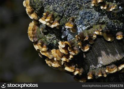 Close-up of fungus on a rock
