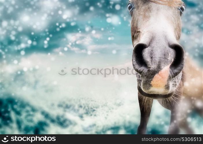Close up of Funny horse face at winter nature background with snow