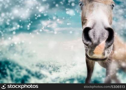 Close up of Funny horse face at winter nature background with snow