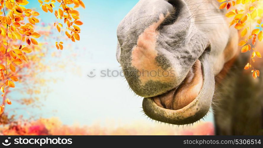 Close up of Funny horse face with open mouth at autumn nature background with foliage