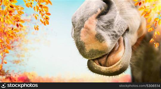 Close up of Funny horse face with open mouth at autumn nature background with foliage