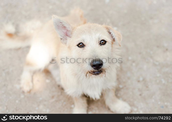 Close up of funny white dog face