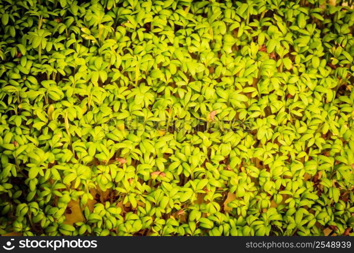 close up of garden cress seedlings watercress sprouts as fresh green food background