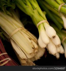 Close up of garden fresh onions