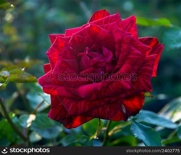 Close-up of garden red rose