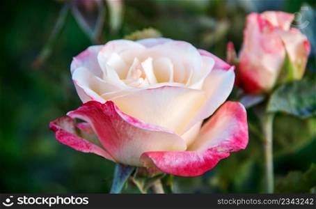 Close up of garden rose background