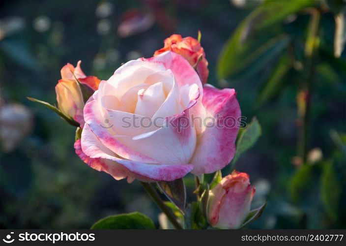 Close-up of garden rose background
