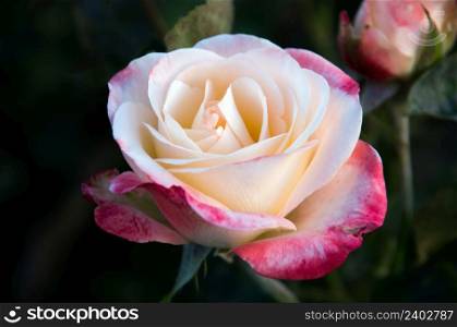 Close-up of garden rose background