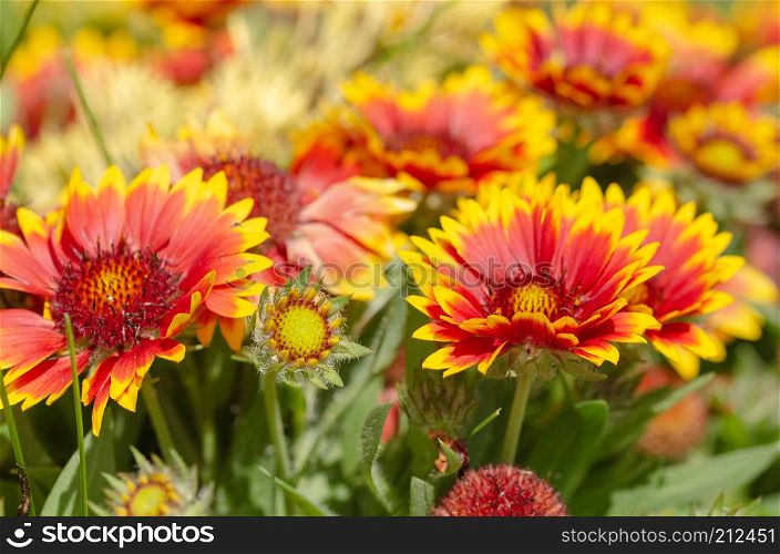 Close up of gazania flower or african daisy in a park
