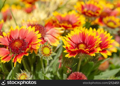 Close up of gazania flower or african daisy in a park