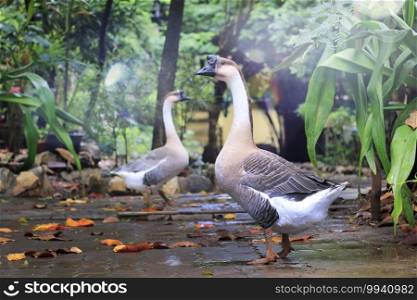 Close-up of geese in the garden.