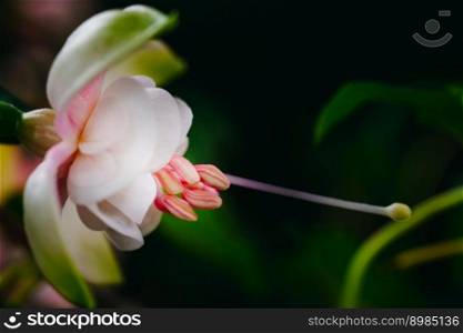 Close up of gentle pink fuchsie flower agains green floral background. Close up of gentle pink fuchsie flower