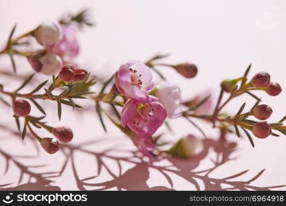 Close-up of gentle spring pink flowers with shadow on a pink background. Blooming concept. Mothers Day. Close-up of spring pink flowers on a pink background. Spring time