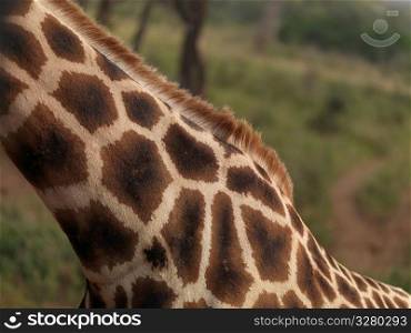 Close up of Giraffe&acute;s neck in Kenya Africa