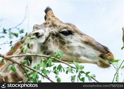 Close up of giraffe eating a leaf.