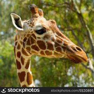 close up of giraffe head over green