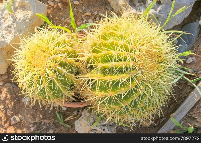 Close up of globe shaped cactus with long thorns.